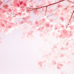 Meet your Posher, Sakura